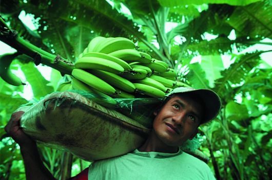 Ecuador Eagri Fairtade Banana Farmers Digitalize